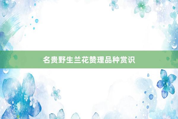 名贵野生兰花赞理品种赏识