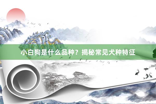 小白狗是什么品种？揭秘常见犬种特征