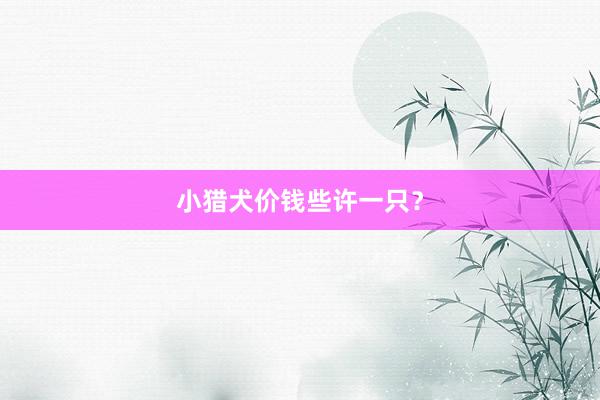 小猎犬价钱些许一只？